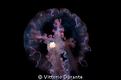 Macro of jellyfish by Vittorio Durante 